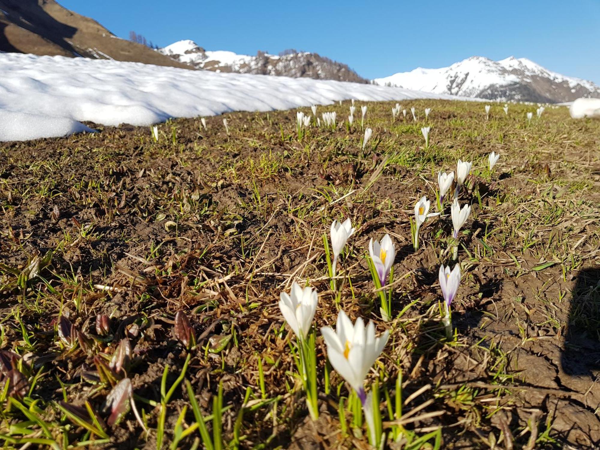 Apart Foresta Samnaun Eksteriør bilde